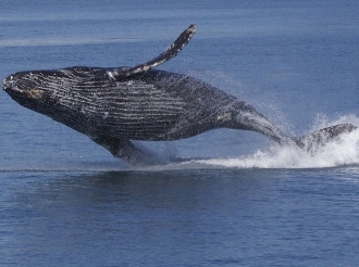 La increíble ballena jorobada