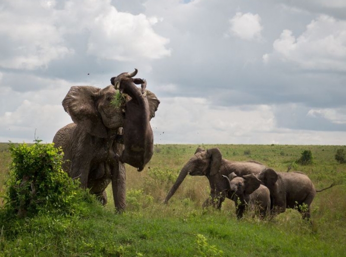 Elefante contra búfalo
