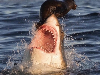 El gran tiburón blanco al ataque