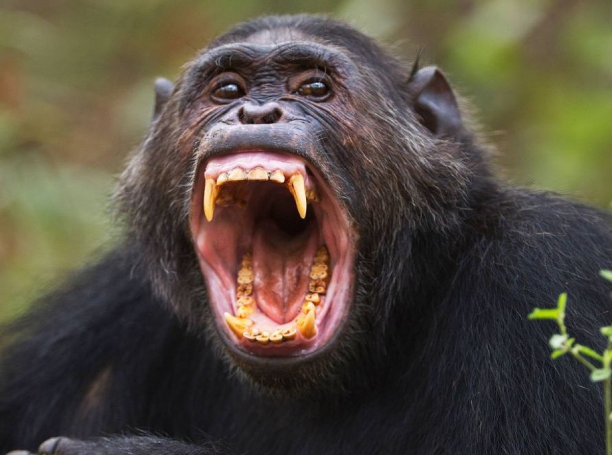 Chimpancés matando gorilas