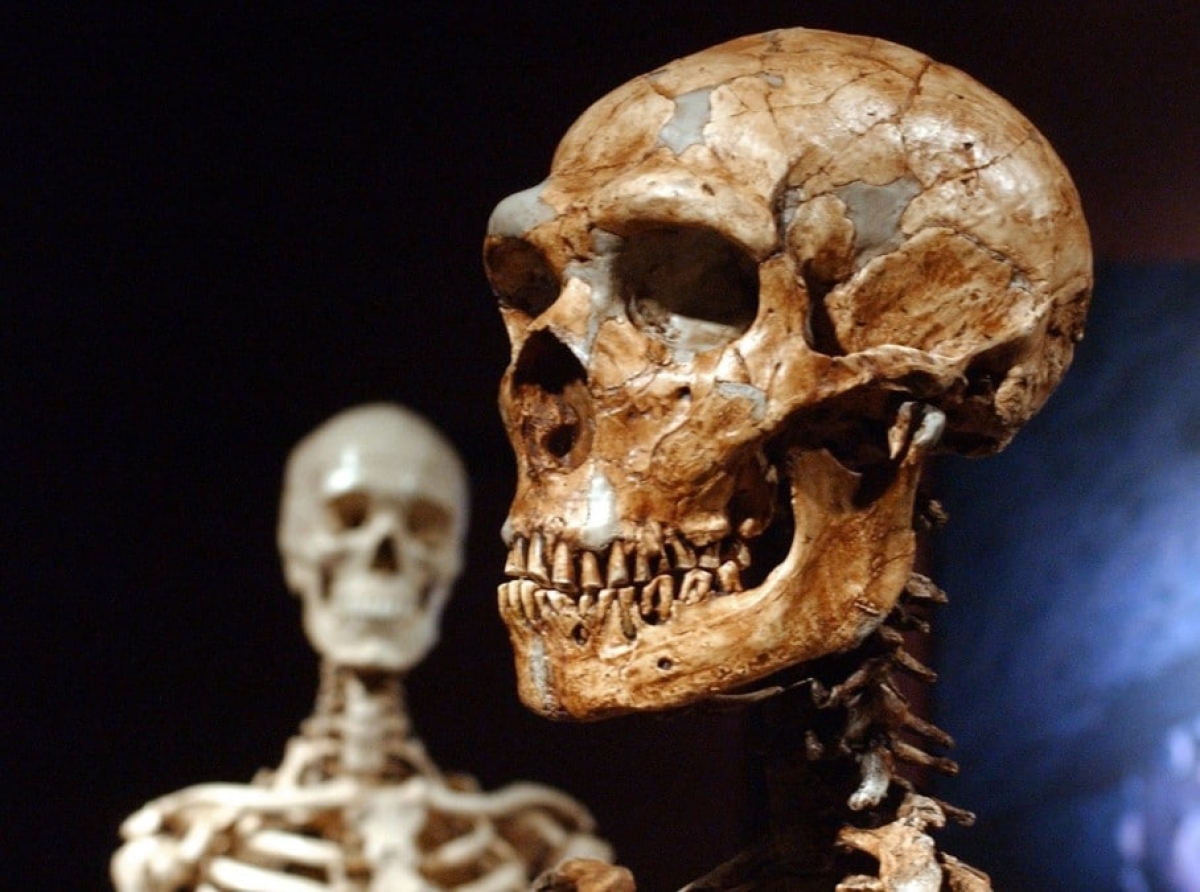 Los seres humanos y los neandertales en Europa