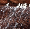 El mapa de las redes mundiales de fungi
