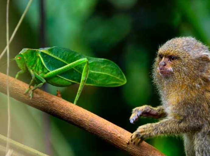 El primate más pequeño del mundo 