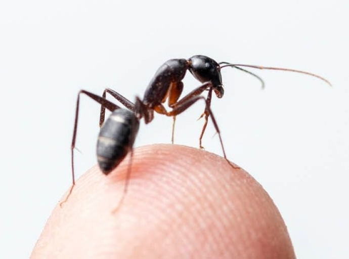 Las hormigas que detectan el cáncer