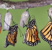 La mariposa  monarca regresa