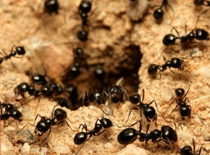 La población mundial de hormigas