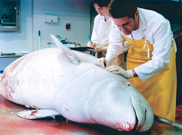 Beluga hembra hallada muerta en la bahía de Saint Lawrence