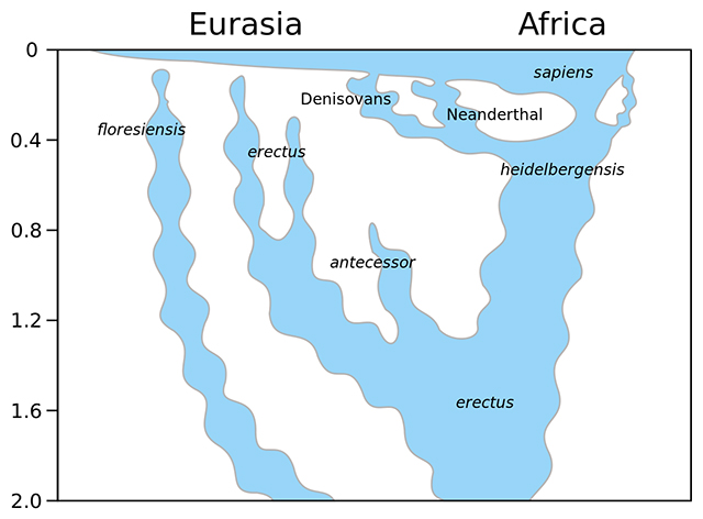 Hipótesis de Chris Stringer sobre el árbol familiar del género Homo