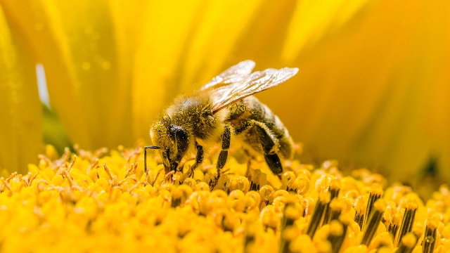 Abeja sobre flor