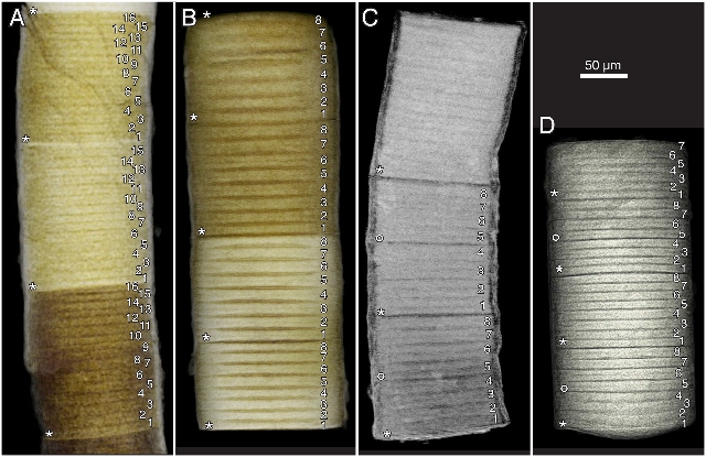Estructuras celulares y subcelulares de los fósiles que sugieren la presencia de algas rojas
