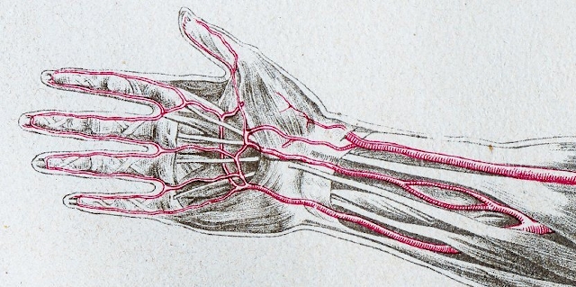 Arteria satélite del nervio mediano