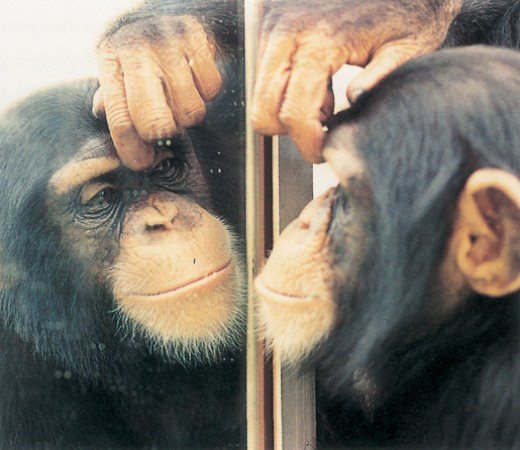 Al observar su reflejo en un espejo, un chimpancé se reconoce a sí mismo