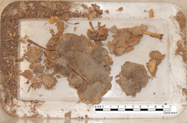 Coprolito hallado en Lower Pecos, Texas, antes de su análisis