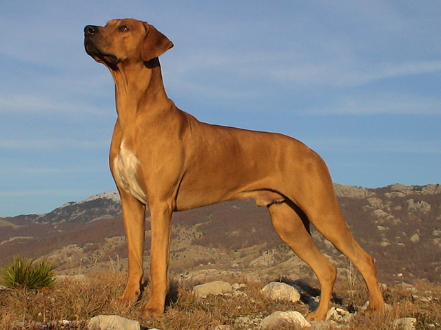 Perro crestado rodesiano, raza de origen sudafricano usada para la caza y la compañía