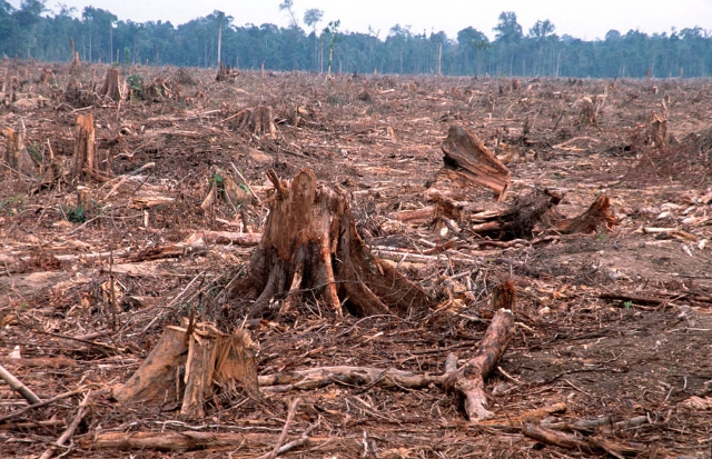 Las devastaciones de la deforestación