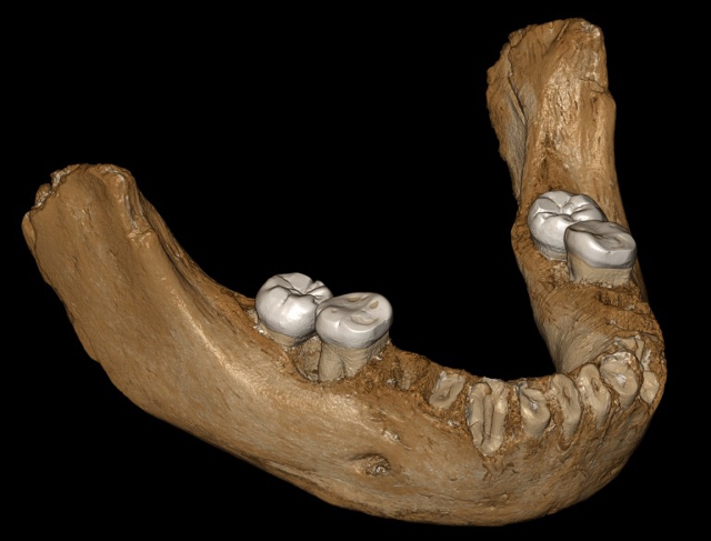 Reconstrucción de la mandíbula denisovana