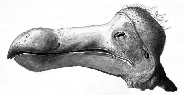 Bosquejo de la cabeza del último dodo conocido, dibujado antes de ser disecado