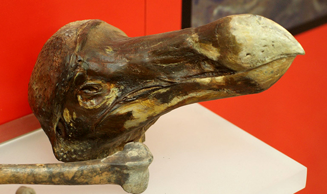 Los restos del mismo dodo disecado hoy en día, siglos después de su extinción
