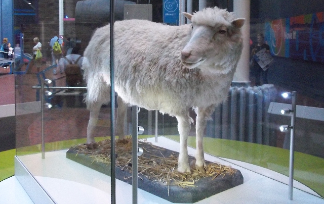 Los restos de Dolly, por cortesía de un taxidermista, se encuentran en el Museo Nacional de Escocia, en Edinburgo