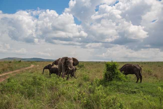 Elefante contra búfalo