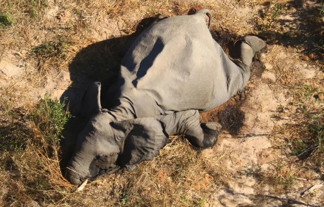 Elefante muerto en Botsuana, causa desconocida.