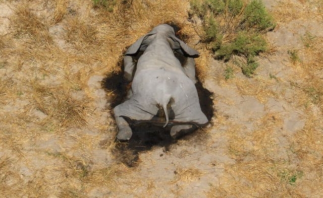 Elefante muerto en Botsuana, causa desconocida.