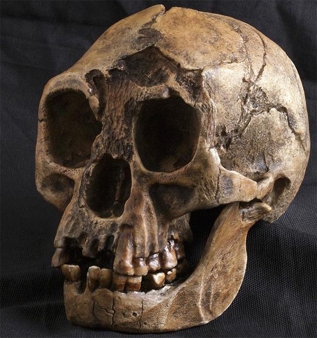 Cráneo de H. floresiensis. Modelo basado en fragmentos por Javier Truebam