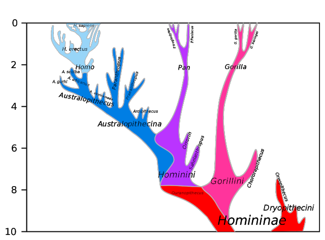 Modelo filogenético de Hominini