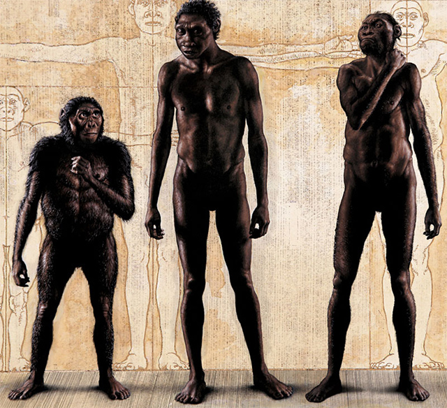 Representaciones esquemáticas del australopitecino Lucy, un H. erectus y H. naledi