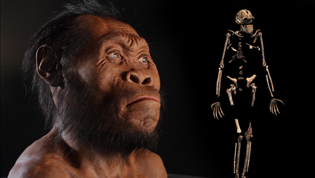 Representación escultórica y especimen casi completo del Homo naledi
