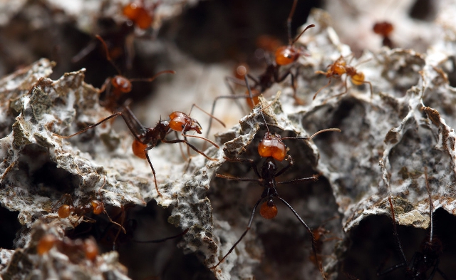 Hormigas podadoras atienden su jardín de hongos. (c) Alex Wild