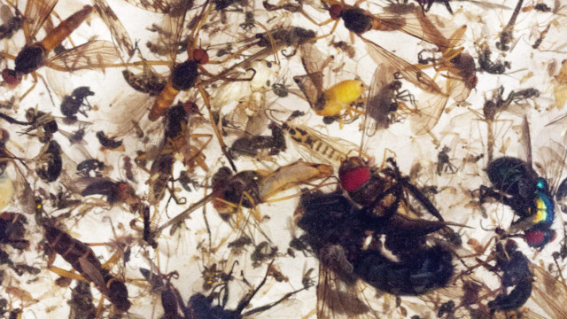 Insectos capturados por una trampa tipo Malaise