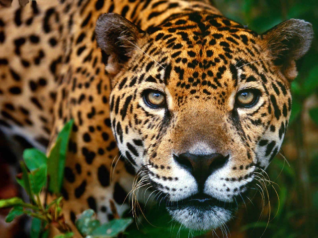 La población de jaguares en México es de 4800 individuos