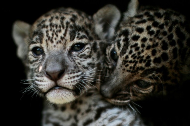 Dos cachorros de jaguar. Teotihuacán, México