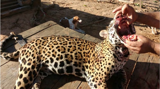 Jaguar muerto en la caza ilegal de Brasil