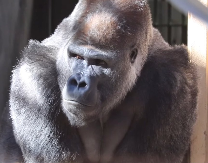 Momotaro, gorila de Japón