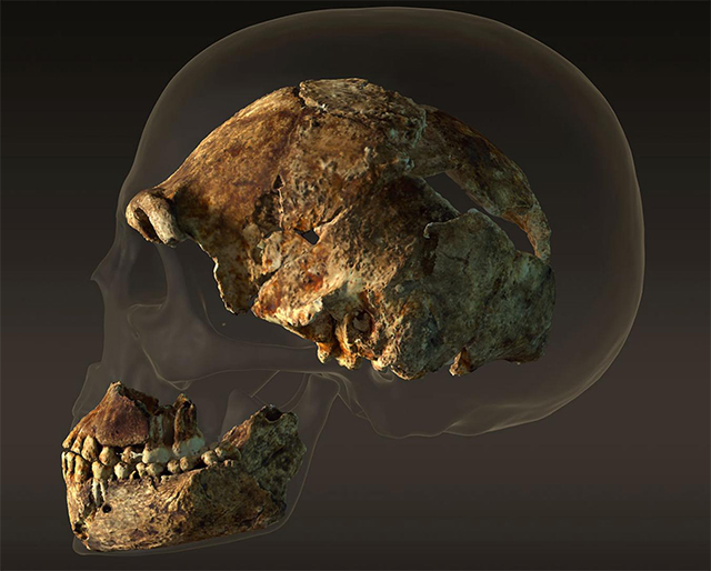 Comparación del volumen de cráneos de H. sapiens y H. naledi