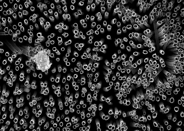 Nanotubos de titanio tratados con flúor proveyeron la mejor superficie