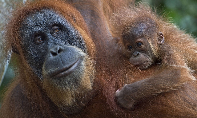 Un orangután de Sumatra con su bebé. El cultivo de la palma aceitera ha devastado la especie. (c) Getty Images