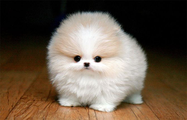 Perro pomerania miniatura, raza diseñada para la compañía y para ser acariciados