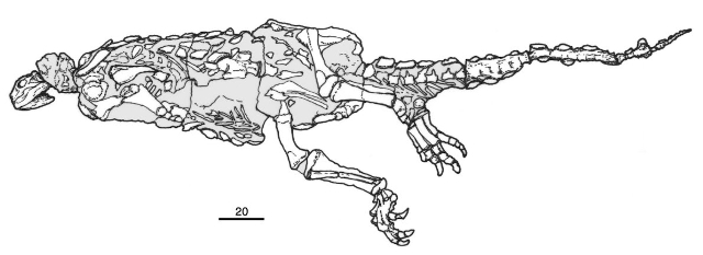 Scelidosaurus, del estudio de Norman