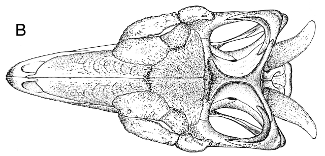 Cráneo del Scelidosaurus