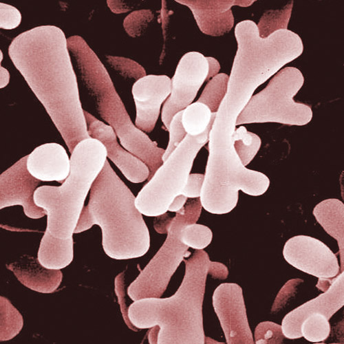Bacteria típica del microbioma