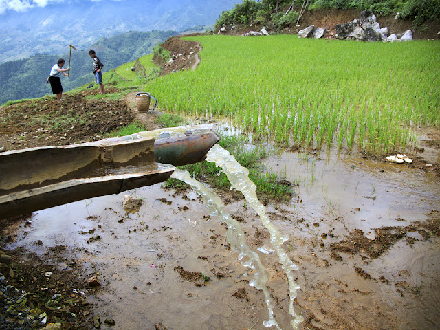 Consumo de agua en el cultivo de arroz