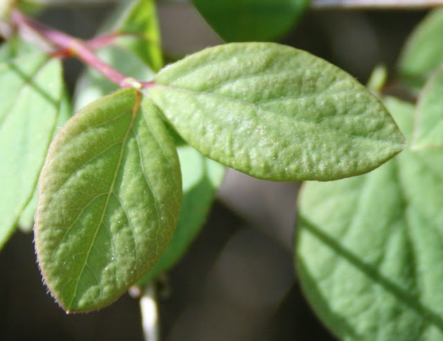 Las plantas, sus sentidos y la mecánica cuántica