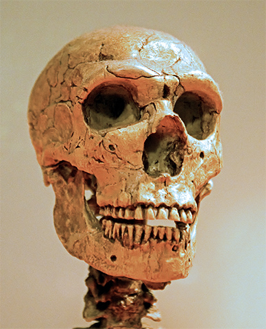 Cráneo de neandertal 