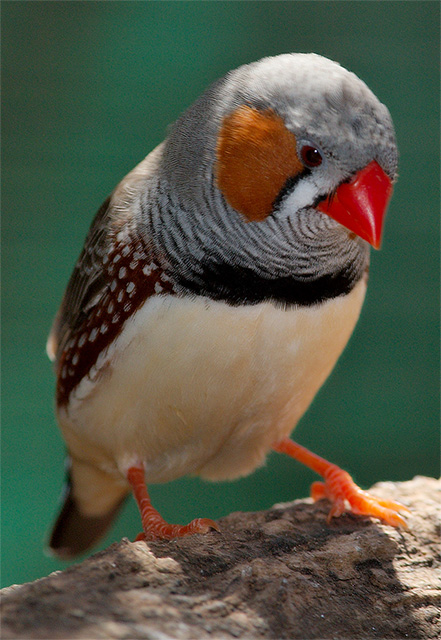 Pinzón cebra
