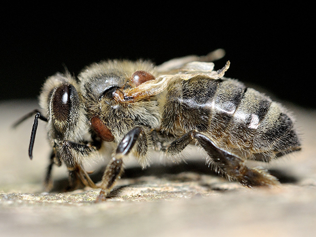 abeja enferma