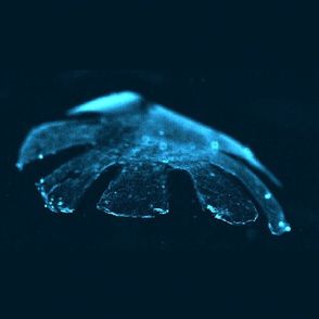 Criatura artificial similar a una medusa