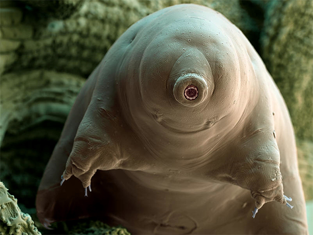 Imagen de un tardígrado, animal acuático que promedia medio milímetro de longitud